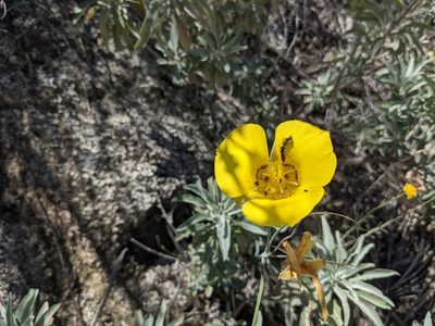 Calochortus concolor, photographed by sdash