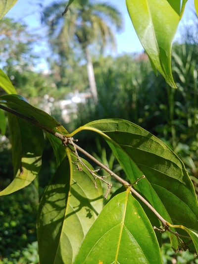 Banisteriopsis caapi, photographed by Kurt Miller