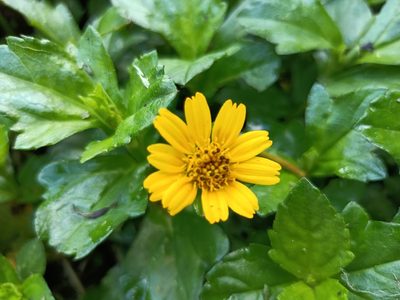 Sphagneticola trilobata, photographed by 五色鳥