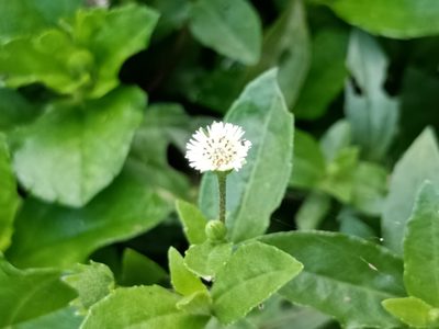 Eclipta prostrata, photographed by 五色鳥