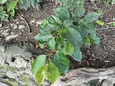 Ehretia resinosa, photographed by 五色鳥