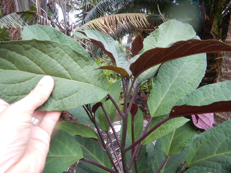 Clerodendrum quadriloculare, photographed by Jon Sullivan