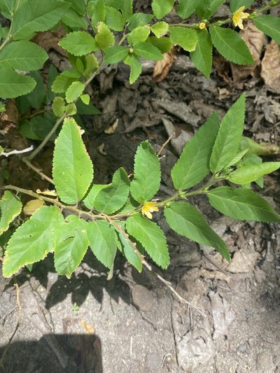Sida planicaulis, photographed by Michelle Lay