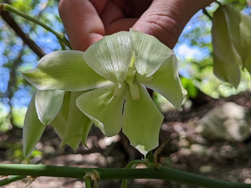 Yucca pallida, photographed by Mark G