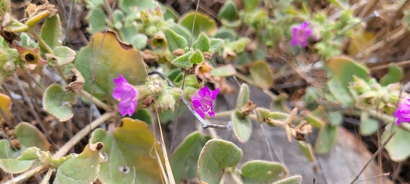 Mirabilis laevis, photographed by Amthinkia