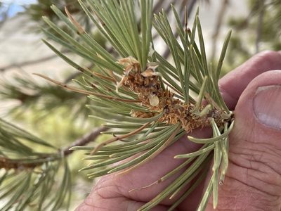 Pinus flexilis, photographed by Henrik Kibak