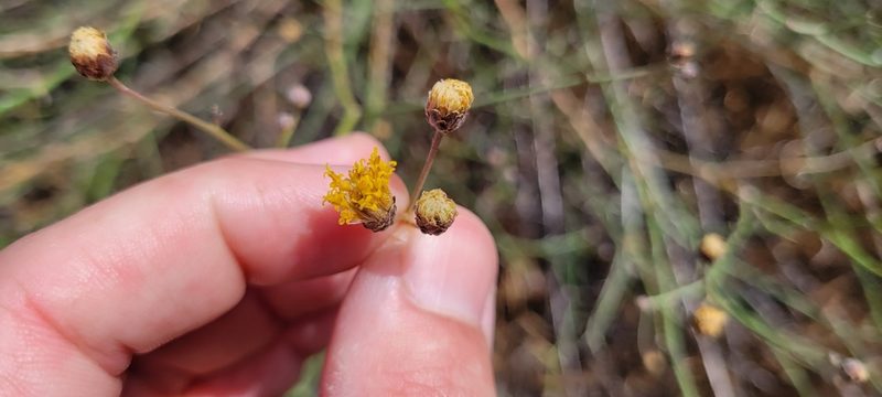 Bebbia juncea, photographed by Amthinkia