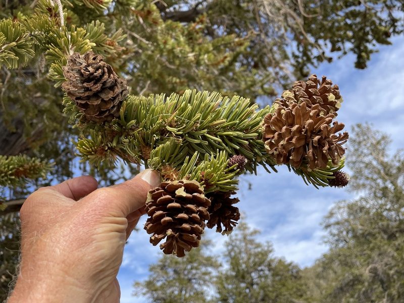 Pinus longaeva, photographed by Henrik Kibak