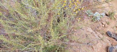 Artemisia californica, photographed by Amthinkia