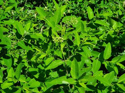 Apocynum cannabinum, photographed by Samuel A Schmid, PhD, PWS