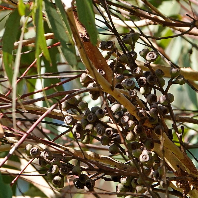 Eucalyptus muelleriana, photographed by Max Campbell