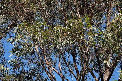Eucalyptus muelleriana, photographed by Max Campbell