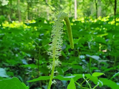 Saururus cernuus, photographed by Samuel A Schmid, PhD, PWS