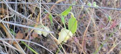 Calochortus albus, photographed by Amthinkia