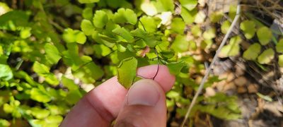 Adiantum jordanii, photographed by Amthinkia