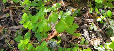 Micromeria douglasii, photographed by Amthinkia