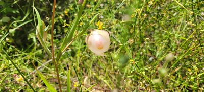 Calochortus albus, photographed by Amthinkia