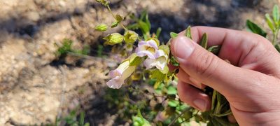 Lepechinia calycina, photographed by Amthinkia
