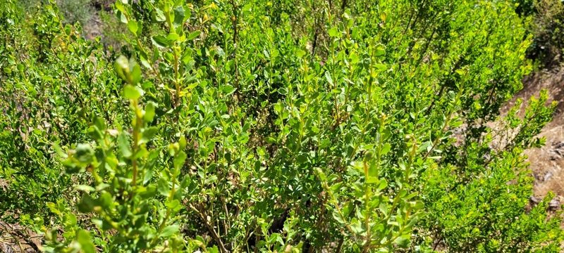 Baccharis pilularis, photographed by Amthinkia