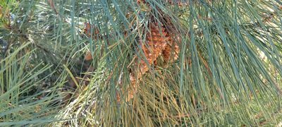 Pinus attenuata, photographed by Amthinkia
