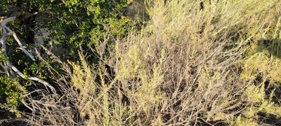 Artemisia californica, photographed by Amthinkia