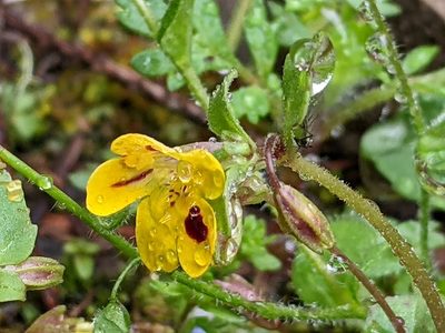 Erythranthe alsinoides, photographed by David Anderson