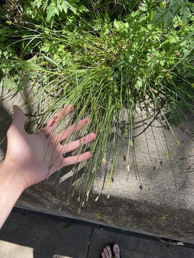 Carex leavenworthii, photographed by Nathan Aaron