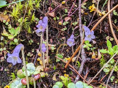 Orobanche uniflora, photographed by David Anderson
