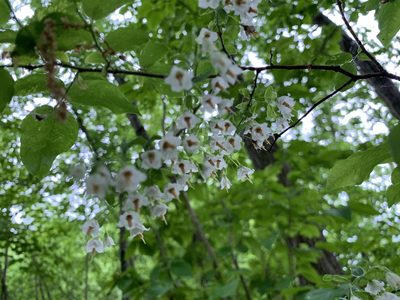 Vaccinium stamineum, photographed by Elizabeth Axley
