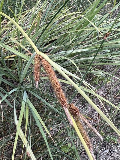 Carex spissa, photographed by kclarksdnhmorg