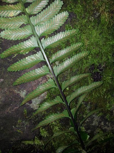 Asplenium tenerum, photographed by Peter de Lange