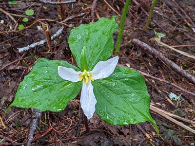 Trillium ovatum, photographed by David Anderson