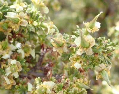 Purshia glandulosa