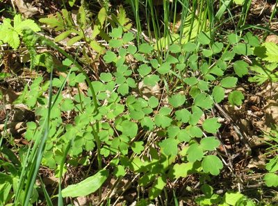 Thalictrum dioicum, photographed by Marilynn Miller