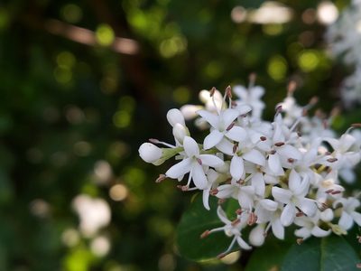 Ligustrum sinense, photographed by Nicholas Stockmaster
