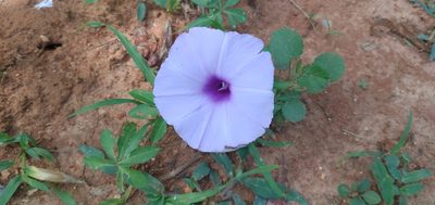 Ipomoea cairica, photographed by Sameer Kulkarni