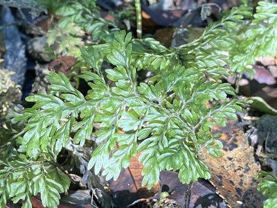 Hymenophyllum sanguinolentum, photographed by Hannah Rogers