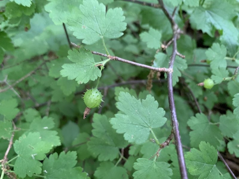 Ribes cynosbati, photographed by Elizabeth Axley