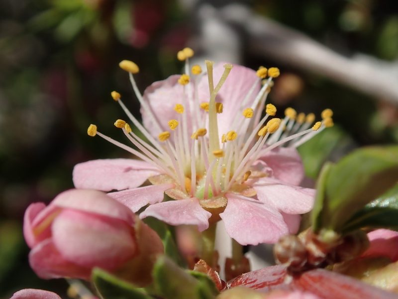 Prunus andersonii, photographed by Henrik Kibak