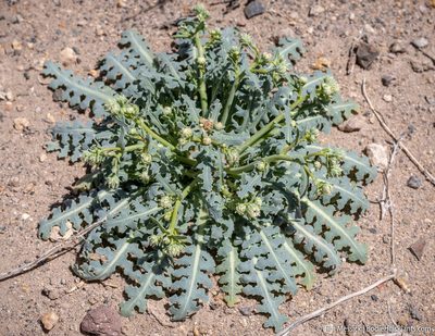 Malacothrix sonchoides, photographed by Tim Messick