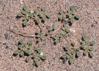 Tiquilia nuttallii, photographed by Tim Messick