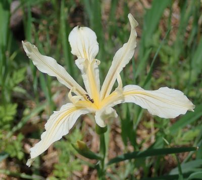 Iris hartwegii