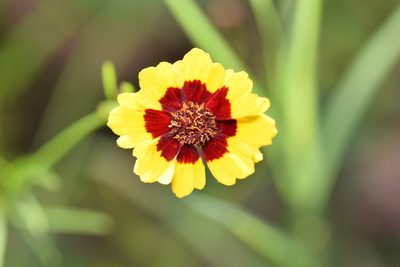 Coreopsis tinctoria, photographed by Blake Bringhurst