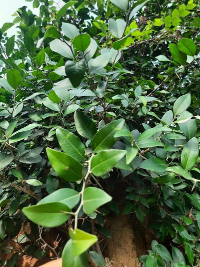 Atalantia monophylla, photographed by Aruna Gamuz