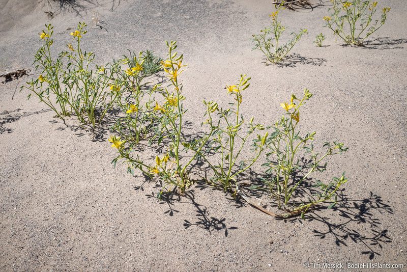 Cleomella sparsifolia, photographed by Tim Messick
