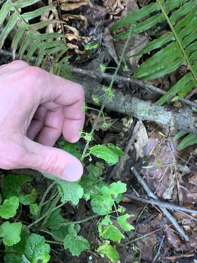 Mitellastra caulescens, photographed by Tom Erler