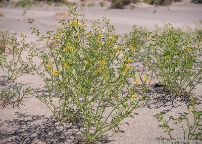 Cleomella sparsifolia, photographed by Tim Messick