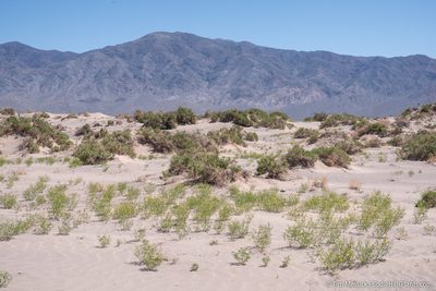 Cleomella sparsifolia, photographed by Tim Messick