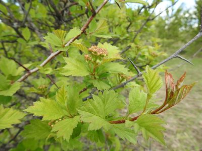 Crataegus sanguinea, photographed by Ксения Волянская