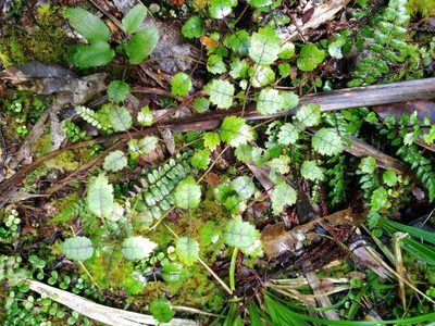 Rubus australis, photographed by Leon Perrie